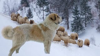 Pyrenean Mastiff  Gentle Giant Ferocious Guardian [upl. by Etnoled]