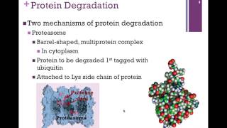 084Protein Degradation [upl. by Elburr872]