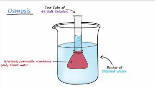 Diffusion amp Osmosis [upl. by Takken]