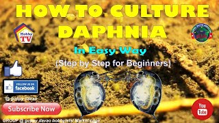 HOW TO CULTURE DAPHNIA In Easy Way [upl. by Nevil]