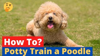 How to Potty Train a Poodle  Easy Yet Effective Method [upl. by Ron]