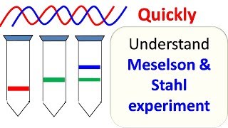 Meselson and Stahl experiment [upl. by Seedman]