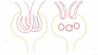 Mesangial cells  anatomy and function [upl. by Rutger]