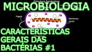 Aula Microbiologia Médica 4  Características Gerais das Bactérias 1 [upl. by Jareb]