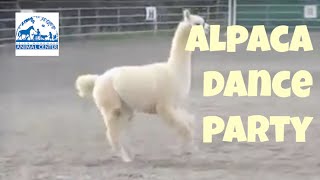 So Cute Alpaca Prancing [upl. by Leary765]