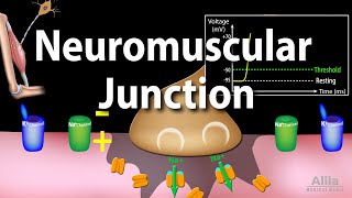 Neuromuscular Junction Animation [upl. by Yatnahc]